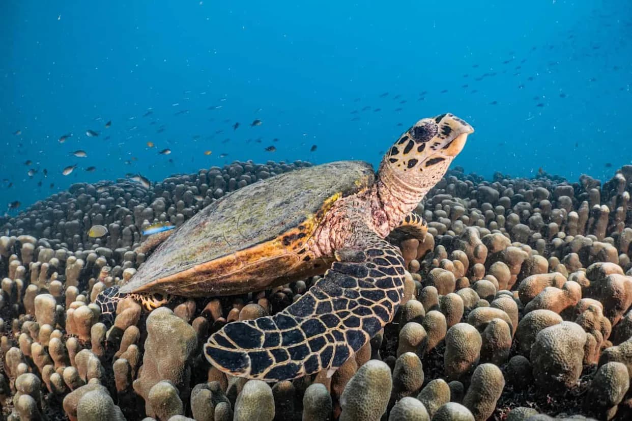 Živi arhiv u školjkama: šta scute morskih kornjača otkrivaju o menjanju mora