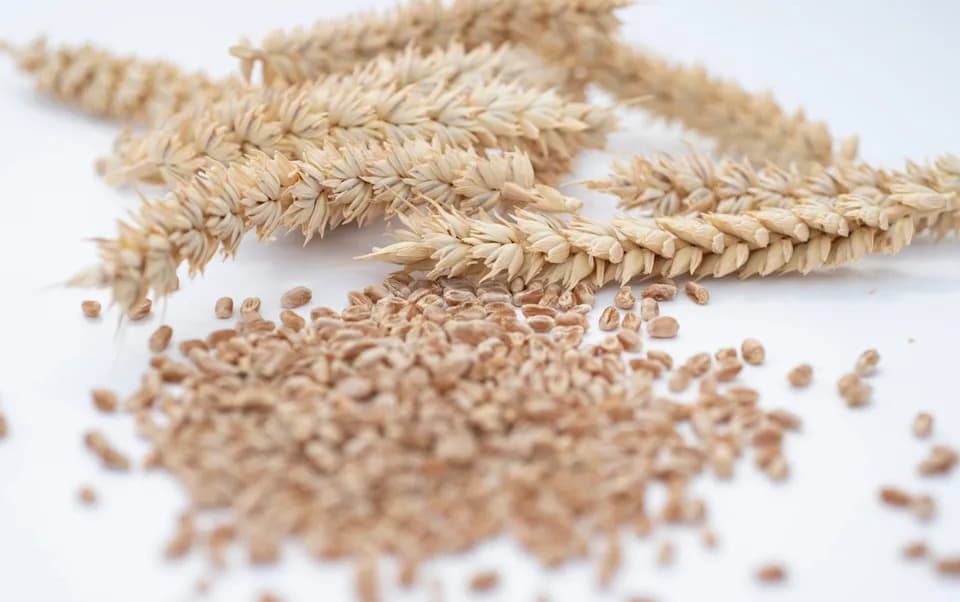 CRISPR „super-pšenica“ smanjuje akrilamid za 90%+, ali EU blokira njenu prodaju