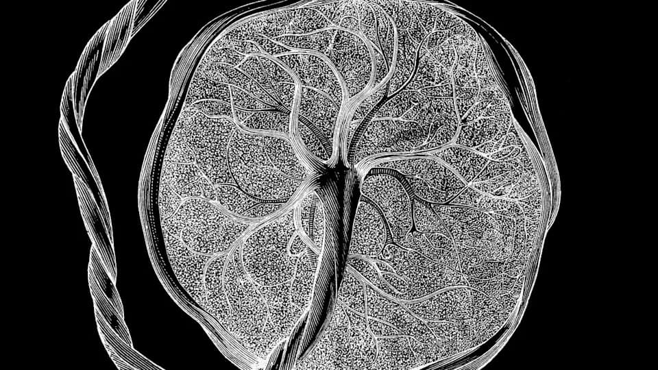 Otkriven Novi Tip Ćelije Koja Se Pojavljuje Samo Tokom Trudnoće — Novi Atlas Posteljice Otkriva Vezu Sa Kanabinoidima