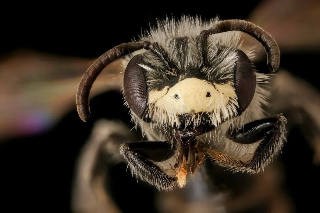 Volimo Sve Pčele — I Medonosne: Zašto Su Sve Važne I Kako Im Možemo Pomoći
