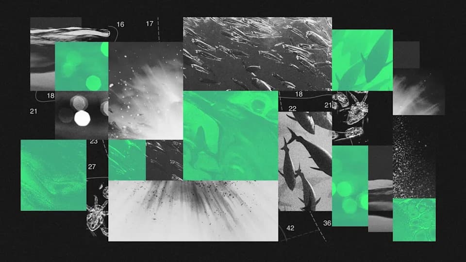 Kako potamnjivanje okeana preti lancu ishrane i klimatskoj ravnoteži