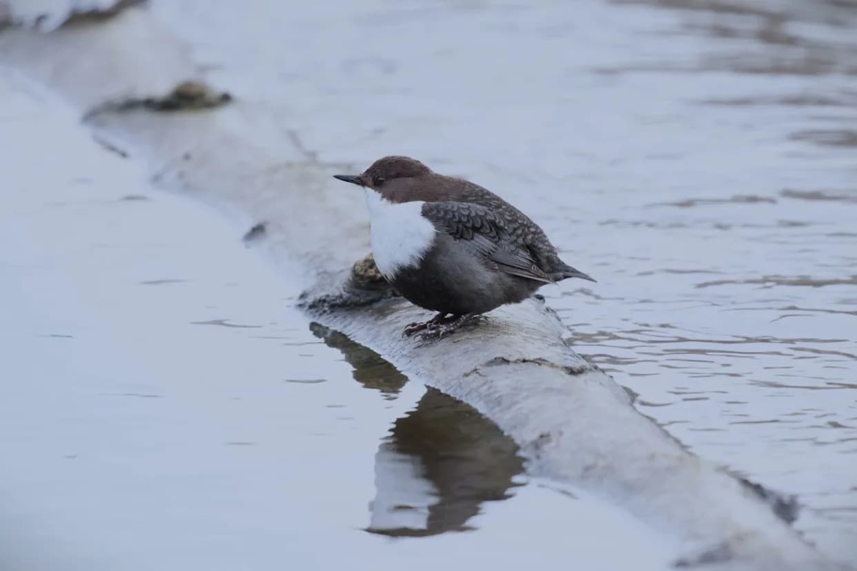 Mikroplastika U Izmetu Beloglavog Potočara: 62,5% Gnezda Zagađeno, Više Čestica Blizu Gradova