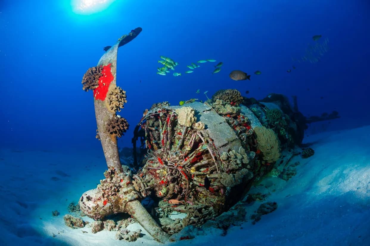 Rakovi I Anemone Naseljavaju „Černobil“ Baltičkog Mora: Zašto Im Prija 1,6 Miliona Tona Municije?