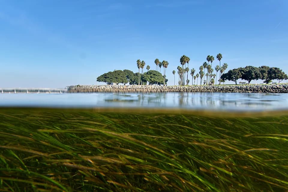 Klimatske promene jure brže od evolucije — naučnici koriste genomiku da spasu ekosisteme