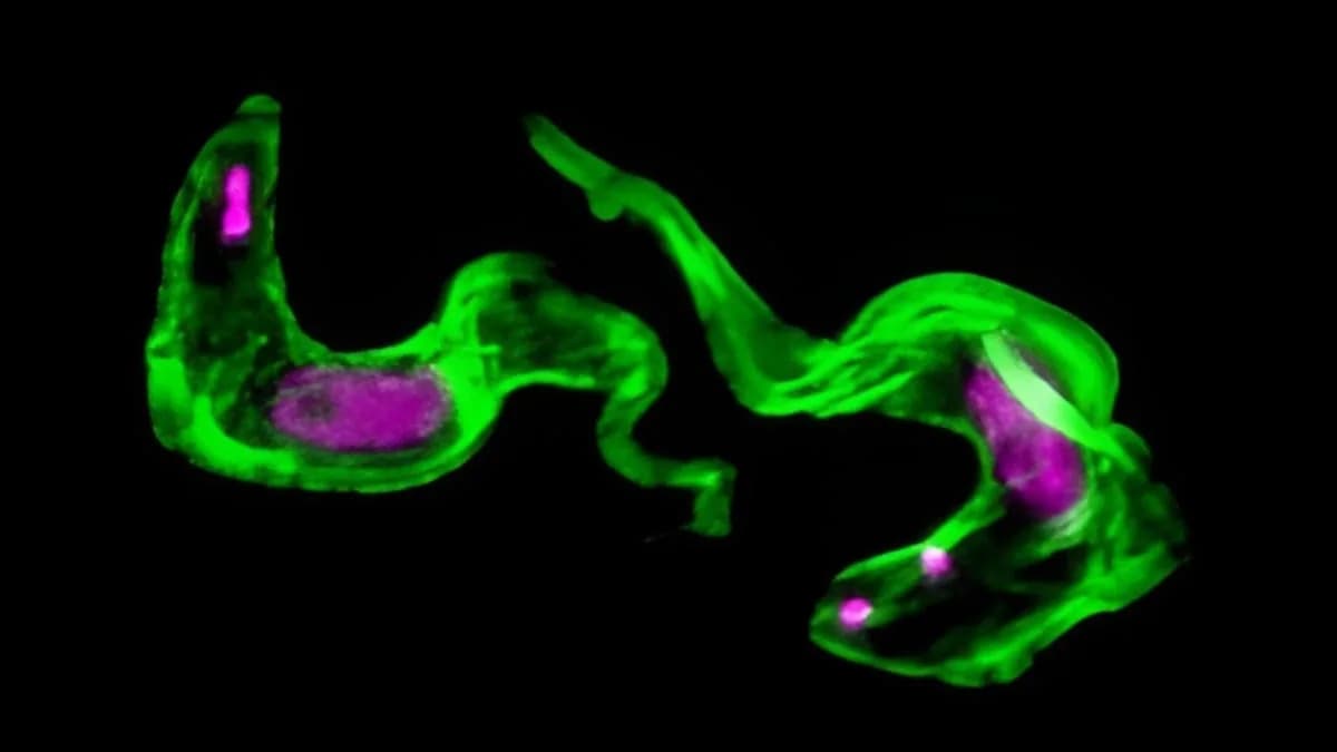 Otkriven "Molekularni Drobilac" ESB2: Kako Trypanosoma brucei Varaju Imuni Sistem