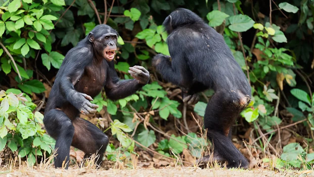 Smrtonosni razdor u Ngogo zajednici: kako se kolonija od ~200 šimpanzi podelila i postala nasilna