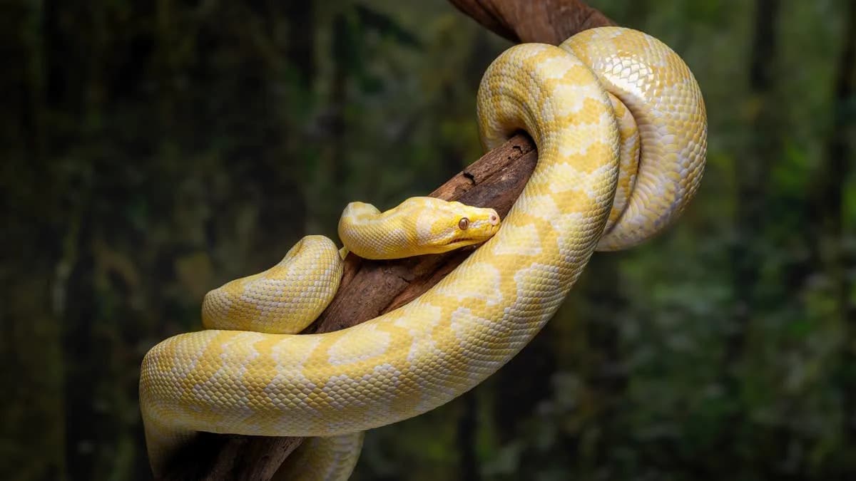 Naučnici Otkrili Molekul pTOS Iz Krvi Pitona Koji Može Promeniti Pristup Mršavljenju
