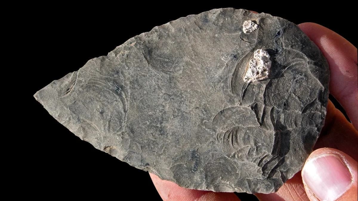 Halibee: Otkriveni Ostaci Ljudi I Alati Stari Oko 100.000 Godina U Afarskom Rifu