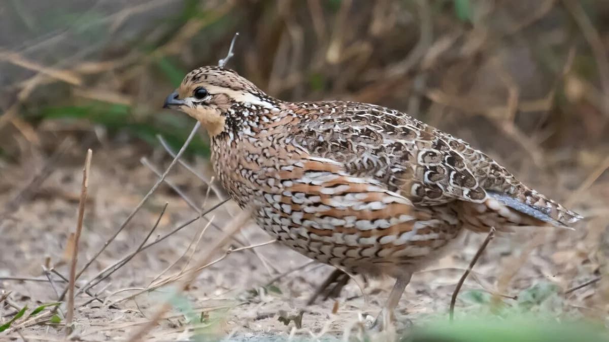 Perje Ptice Isijava Toplotu Ka Svemiru — Kako Ptice Hlade Telo i Šta Inženjeri Mogu Naučiti