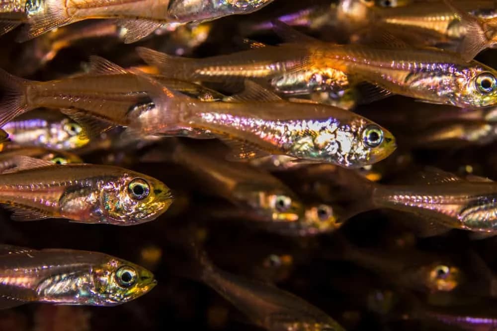 Kako zlatna sweeper riba svetli bez sopstvenih gena — trik ukradene luciferaze