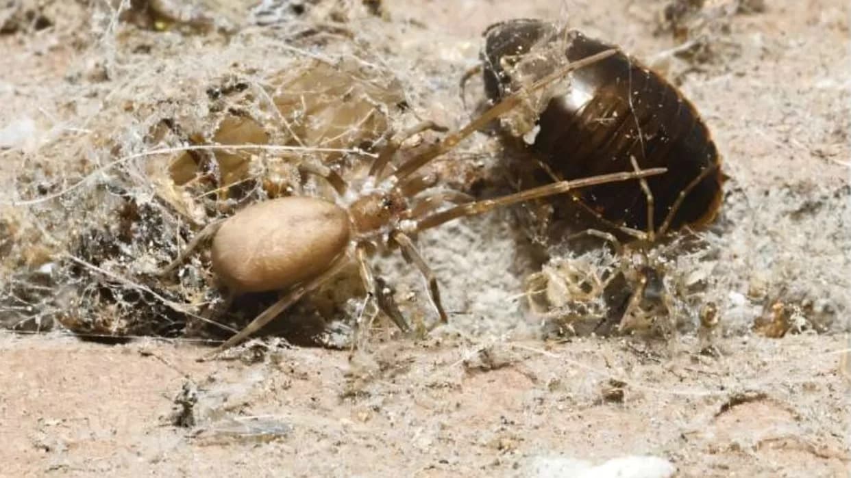 Novi pauk nazvan po Pink Floydu: Pikelinia floydmuraria lovi plen do šest puta veći