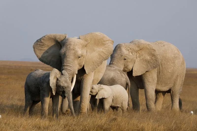Genetski alarm za izolovane afričke slonove: studija otkriva inbrednost i štetne mutacije