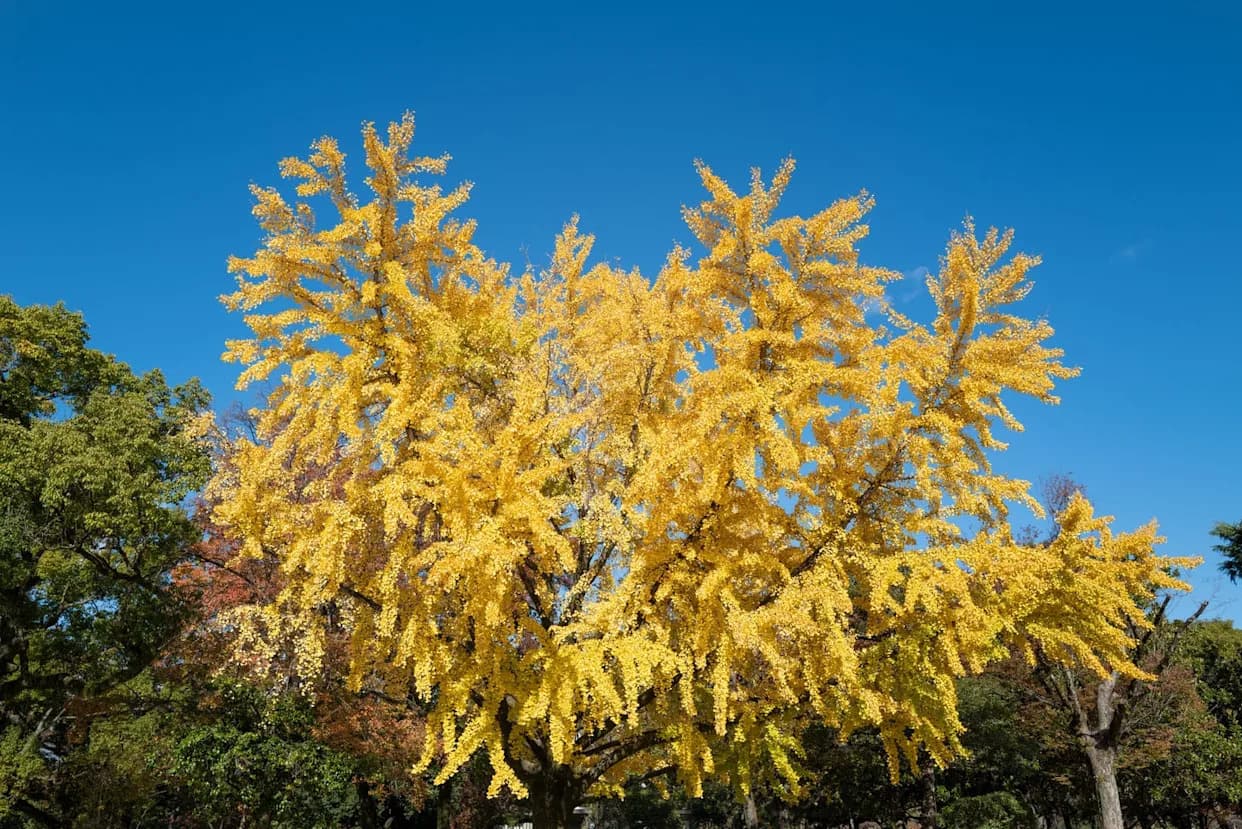 Kako su hibakujumoku preživele atomske bombe? Nauka otkriva mehanizme otpornosti
