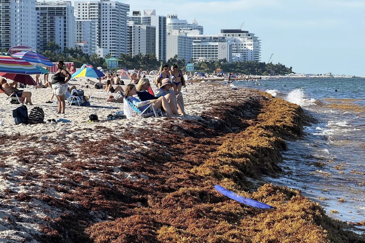 Masovni Sargassum Na Atlantskim Plažama Potekao Iz Gvinejskog Zaliva, Otkriva Novo Istraživanje