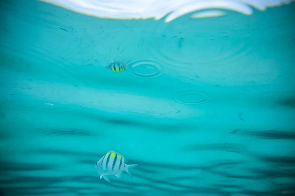 Hiljade Malih Riba Koje Se Penju Do 15 m — Naučnici Konačno Dokazali Legendu