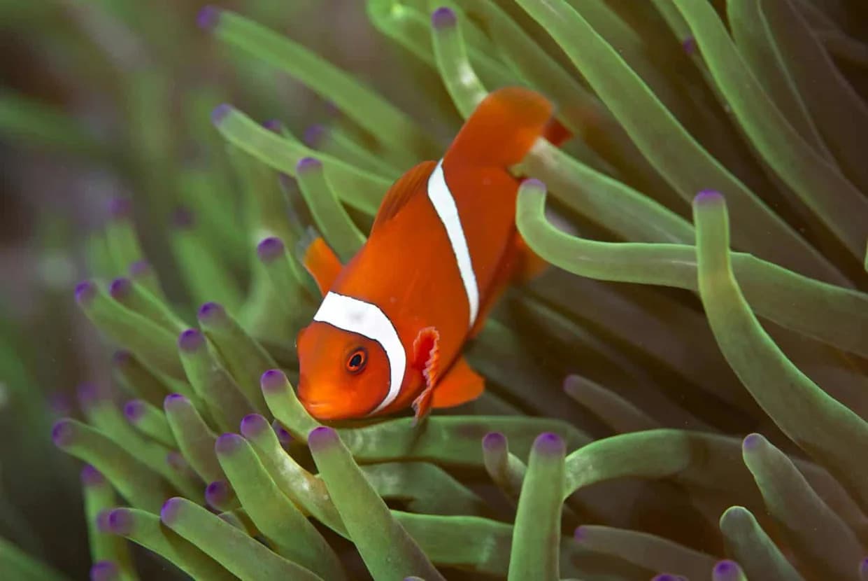 Zašto mlade tomato klovn-ribe gube bele pruge? Društveni pritisak i hormoni objašnjavaju