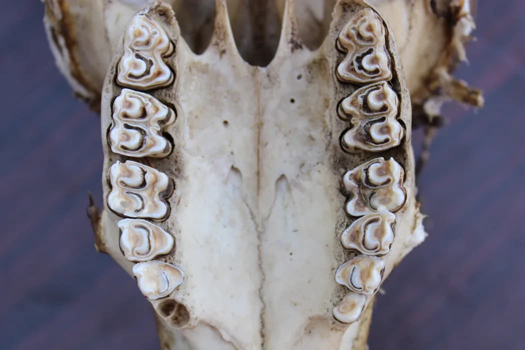 Drevni zubi otkrivaju pejzaže i ishranu ranih predaka čoveka u Afaru