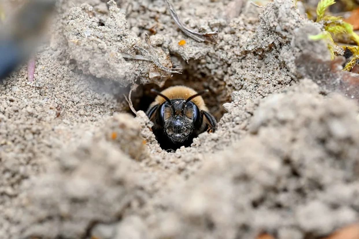 Otkriveno 5,56 Miliona Zemljanih Pčela Ispod Groblja U Itaki — Jedna Od Najvećih Agregacija Ikada