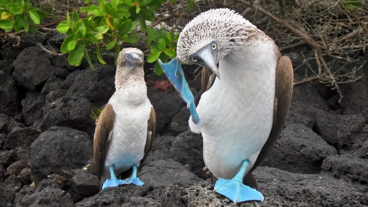Priroda Možda „Kuca“ Istim Ritmom: Zašto Mnoge Vrste Koriste Tempo Od Oko 2 Hz