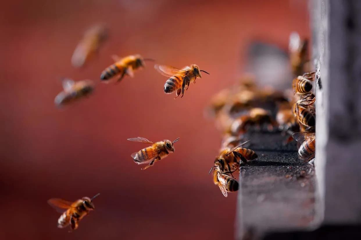 Zašto pčele izlaze sve ranije — šta to znači za vašu baštu i šta možete da uradite