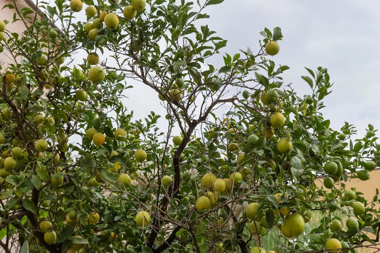 Globalna ponuda limuna i limeta pada za 700.000 tona: Ekstremno vreme ugrožava prinose u sezoni 2025–2026