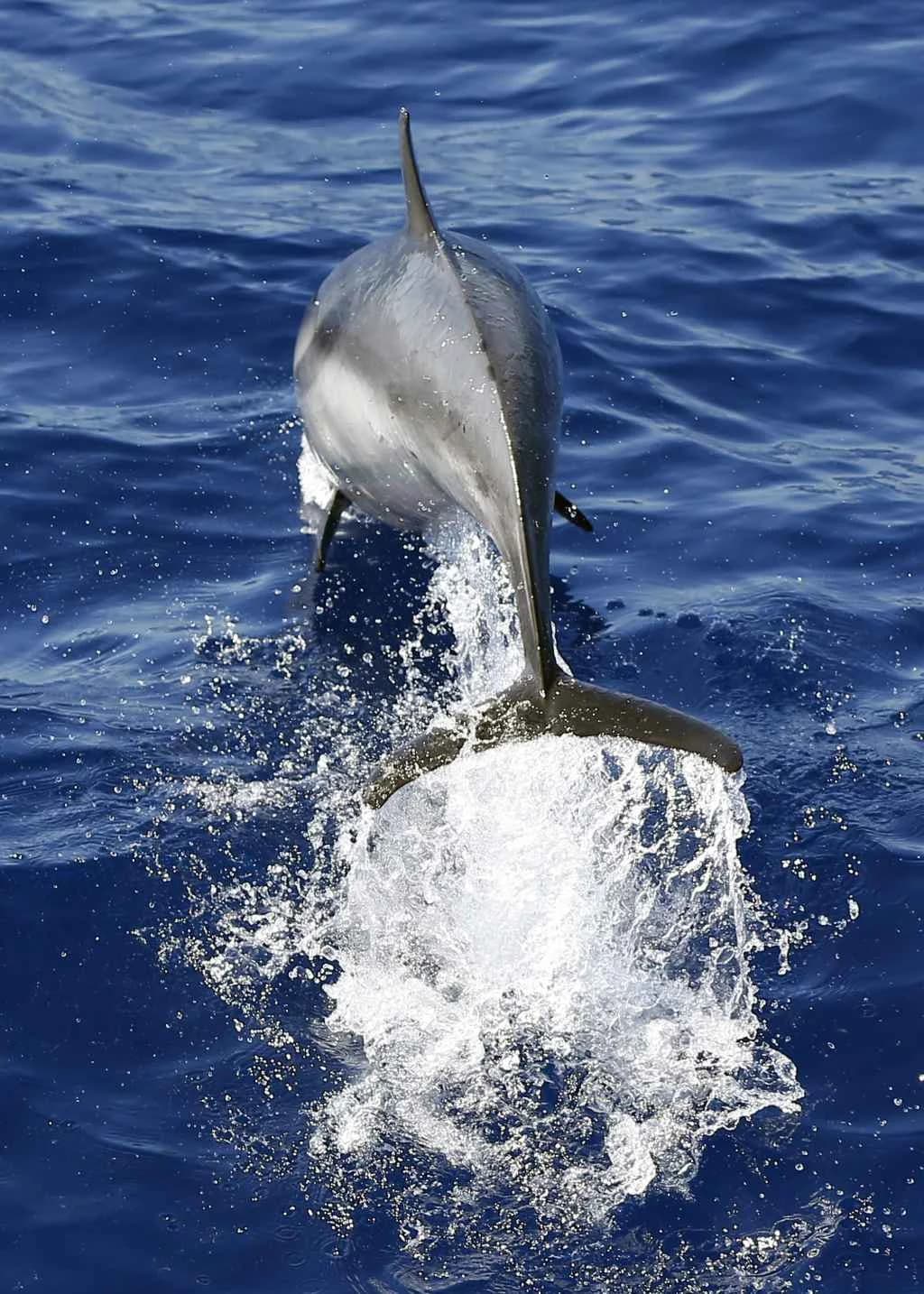 Retko Zabeležen Porođaj Spermog Kita Kod Dominike — 11 Kitova Udružilo Snage da Spasu Mladunče