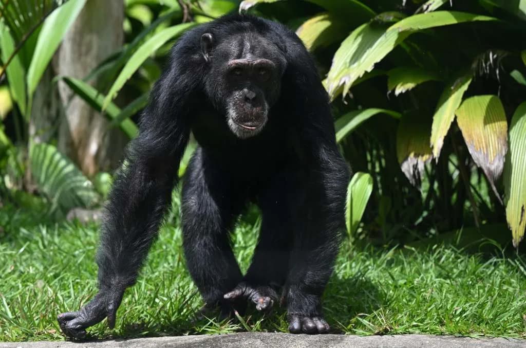 Kristali Očaravaju Čimpanze i Ljude — Privlačnost Stara Milionima Godina
