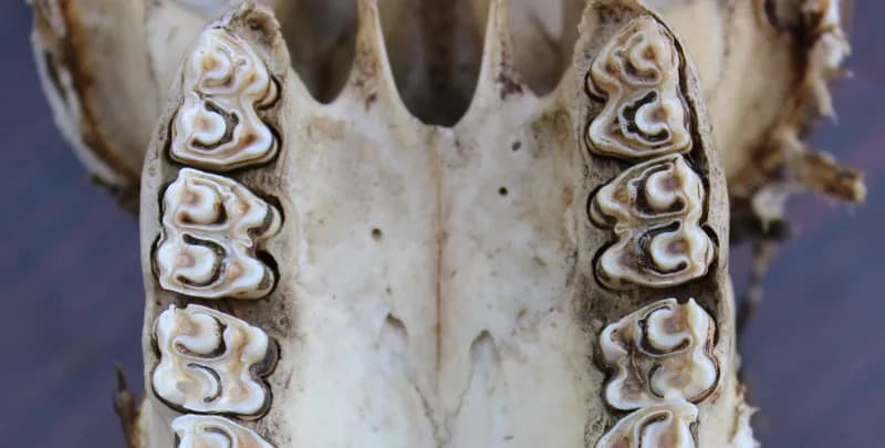 Drevni zubi iz Afara: Kako zubni emajl otkriva milion godina klimatskih i evolutivnih promena