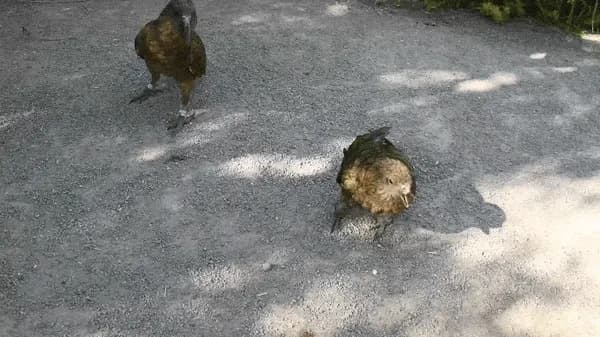 Kako je Bruce, kea bez gornjeg kljuna, svoju manu pretvorio u oružje i postao vođa