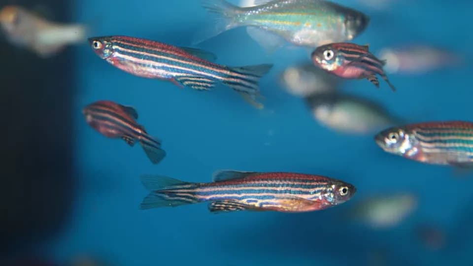 Gen salamandera koji bi mogao pomoći ljudima da obnove izgubljene udove