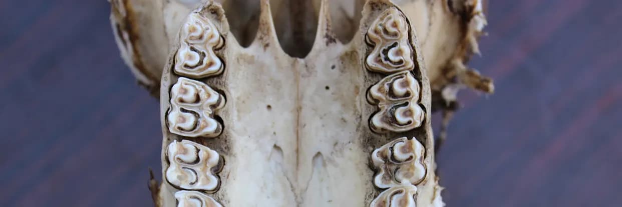 Drevni zubi otkrivaju pejzaže u kojima su evoluirali rani preci ljudi