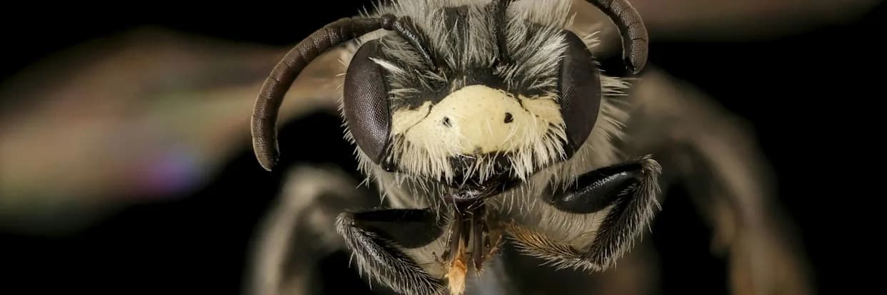 U redu je voleti sve pčele — i medonosne