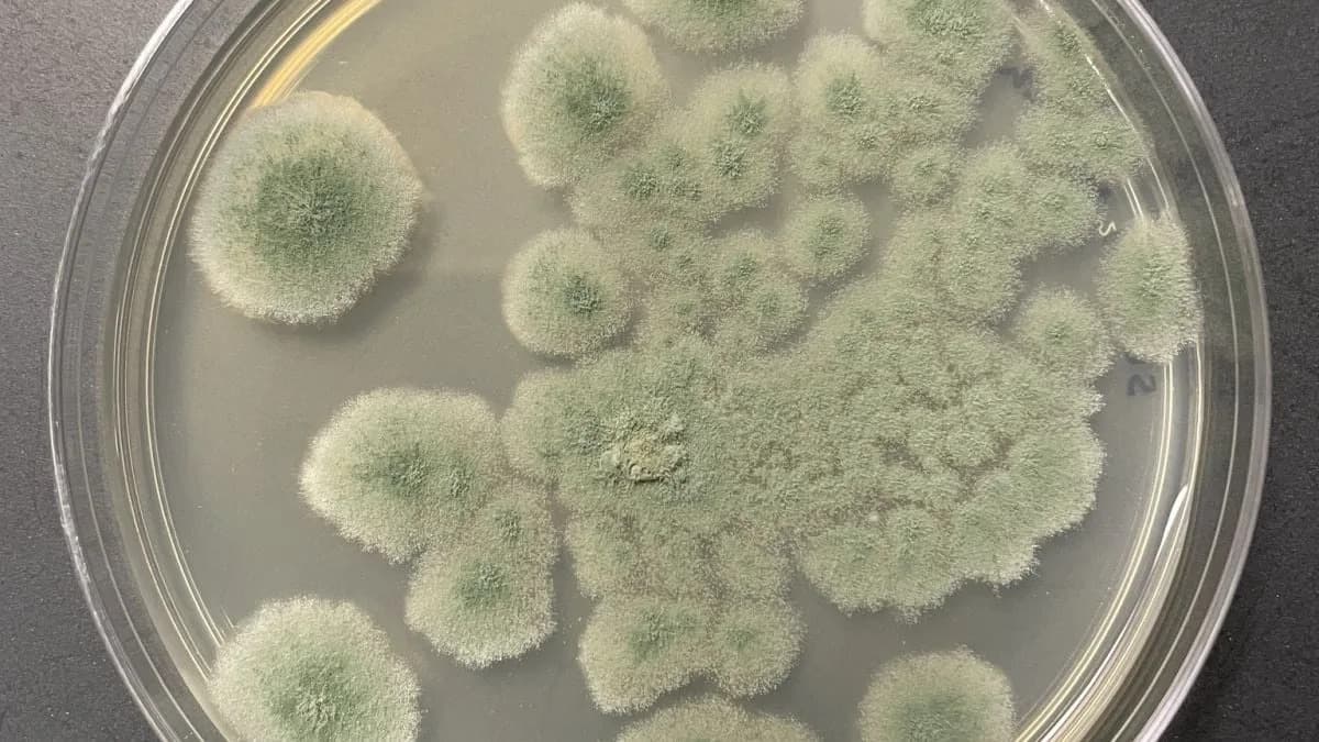 Gljiva Otkrivena u NASA Cleanroomu Može Preživeti Put Do Marsa — Šta To Znači Za Planetarnu Zaštitu?