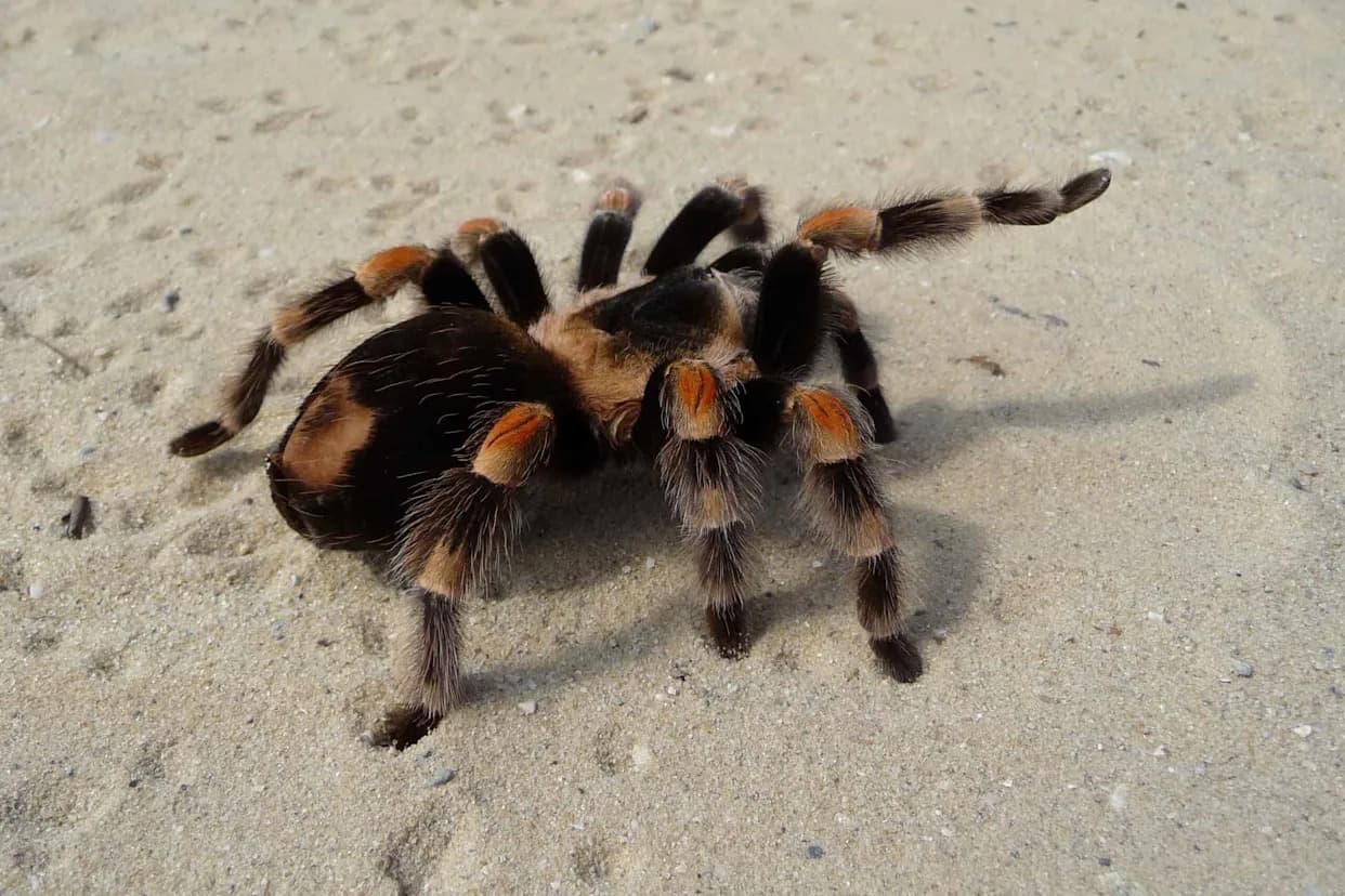 Da Li Tarantule Pamte Put Kući? Terenska Istraživanja Pokazuju Da Je To Moguće