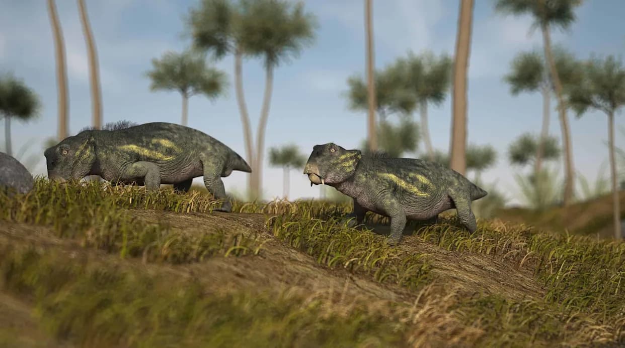 Skriveno 18 Godina — Rendgenski Snimak Otkrio Jaje Pretka Sisara (Lystrosaurus)