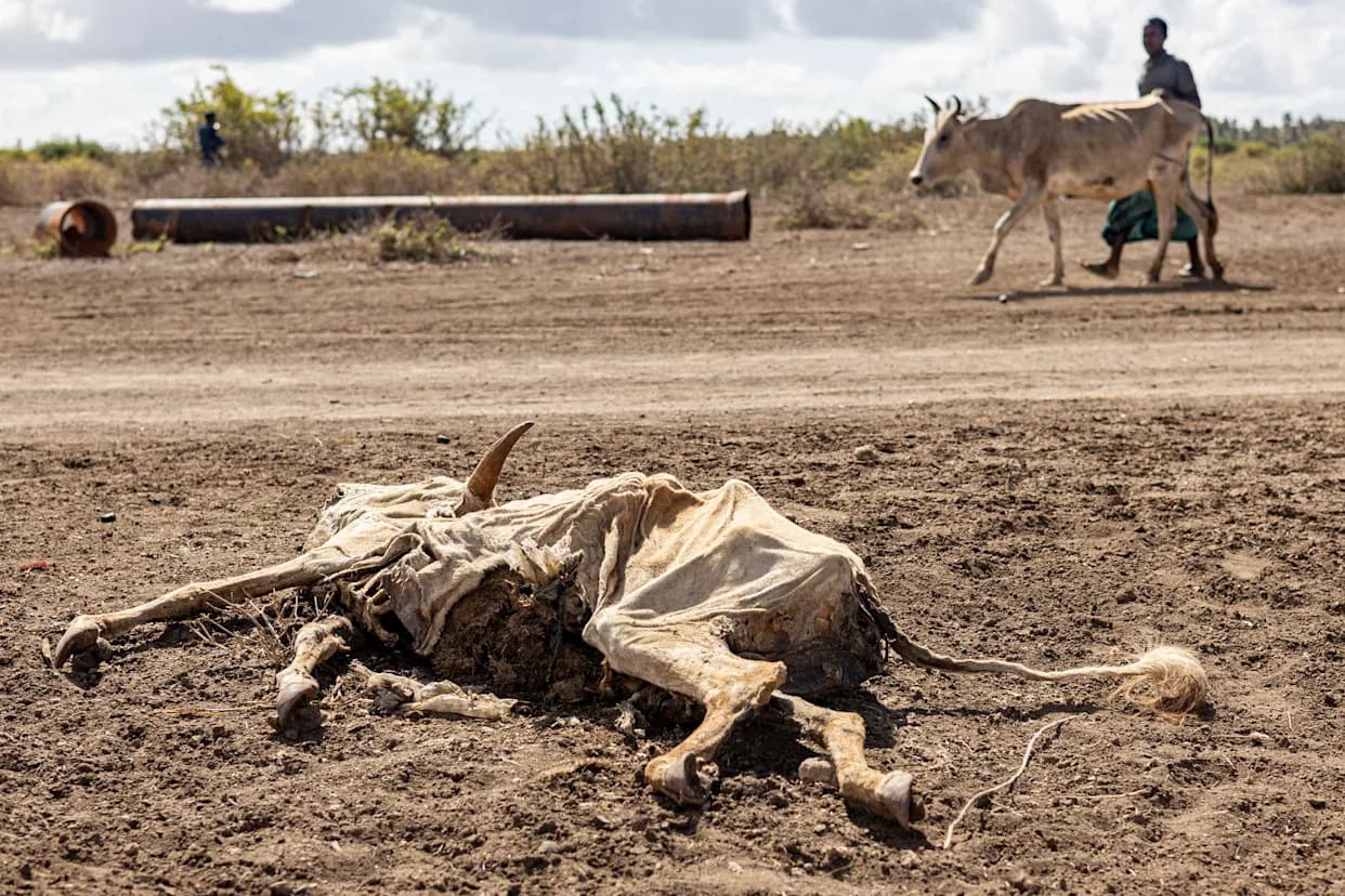 Više od 6,5 miliona Somalijaca gladuje — suša, sukobi i kolaps pomoći vode zemlju ka humanitarnoj katastrofi