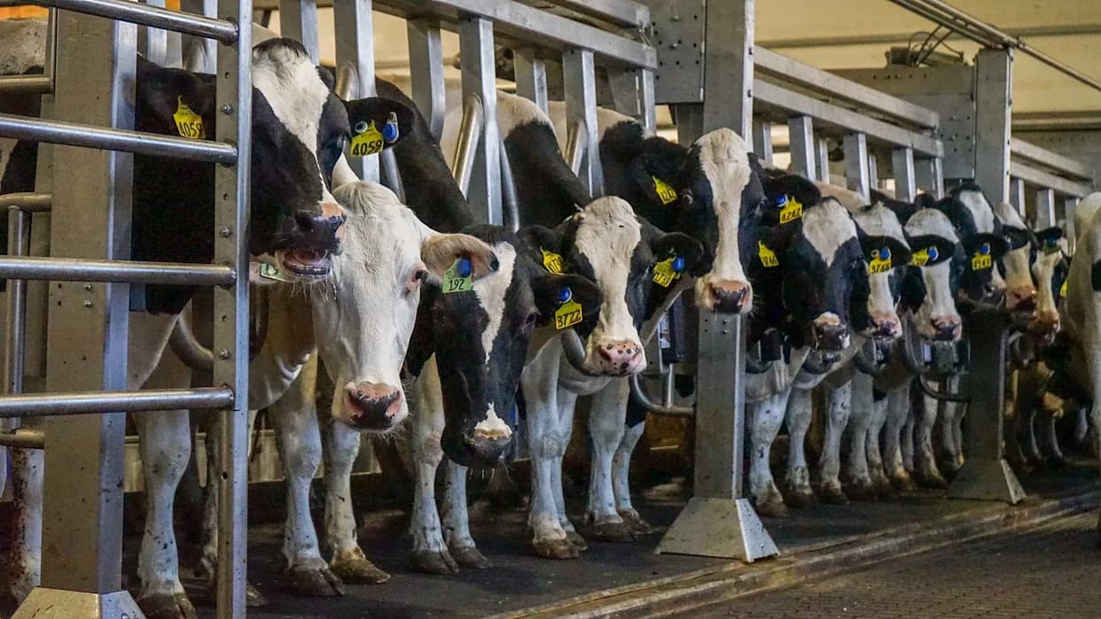 Prelomno: Vakcina Iz Nebraske Pruža Potpunu Zaštitu Protiv H5N1 Kod Miševa I Teladi