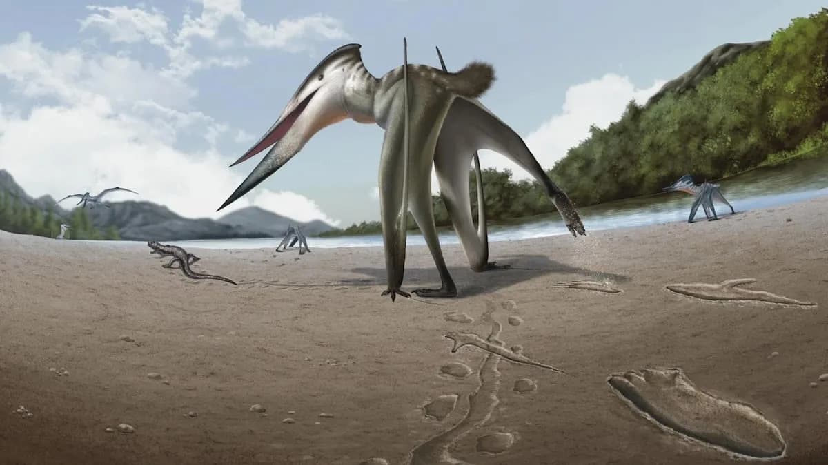 Fosilni otisci iz Južne Koreje otkrivaju: pterosaur jurio plen po kopnu — novi rod Jinjuichnus procerus