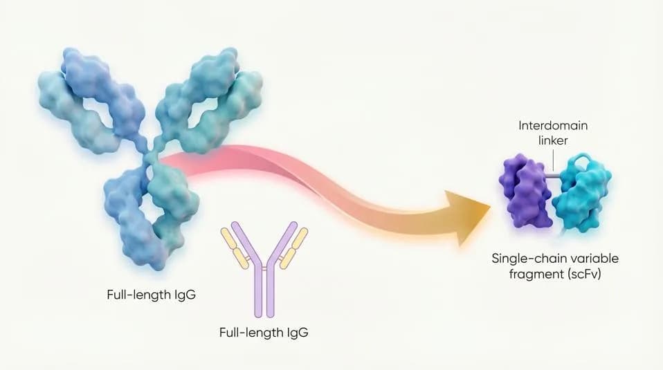 AI Redizajn Pretvara Antitela u Alate Koji Deluju Unutra Ćelije