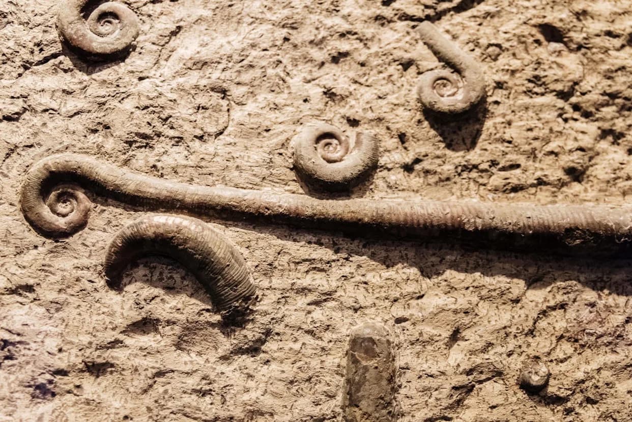 Otkriveno 700 Fosila Koji Prepravljaju Priču O Nastanku Života: Jiangchuan Biota Pomera Početak Složenih Organizama