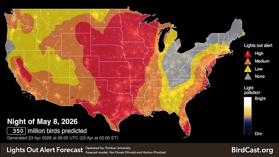 Kako tama može spasiti ptice selice — jednostavne mere za zaštitu tokom migracije
