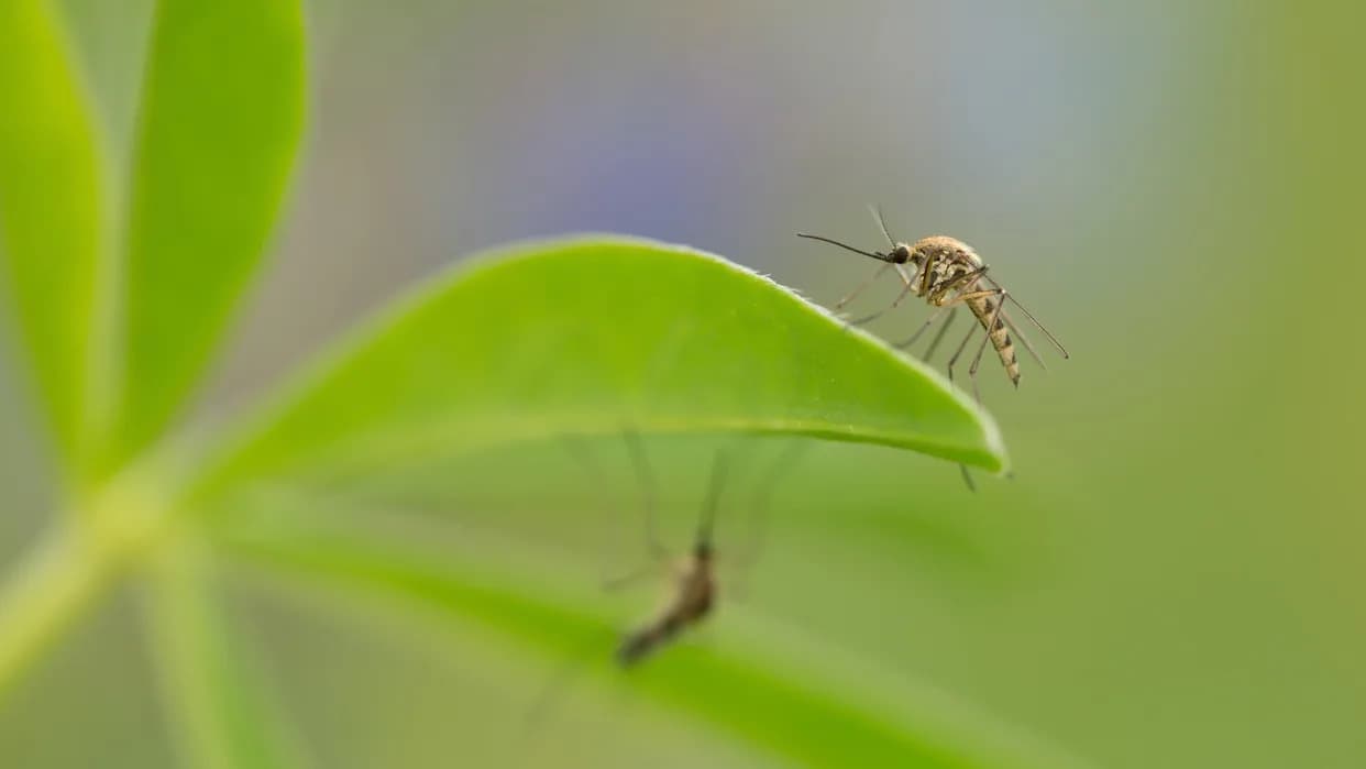 Nova taktika protiv komaraca: Omogućeno značajno smanjenje proizvodnje jaja ometanjem hormonske komunikacije