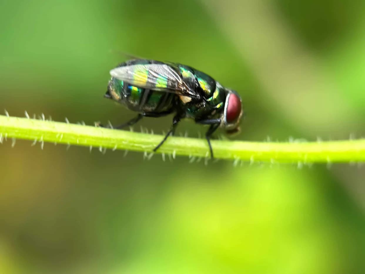 Screwworm Se Opasno Približava Teksasu: Parazit Koji Jede Živo Tkivo Na 90 Milja