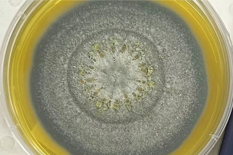 Gljiva iz NASA čistih prostorija može da preživi put do Marsa — šta to znači za planetarnu zaštitu?