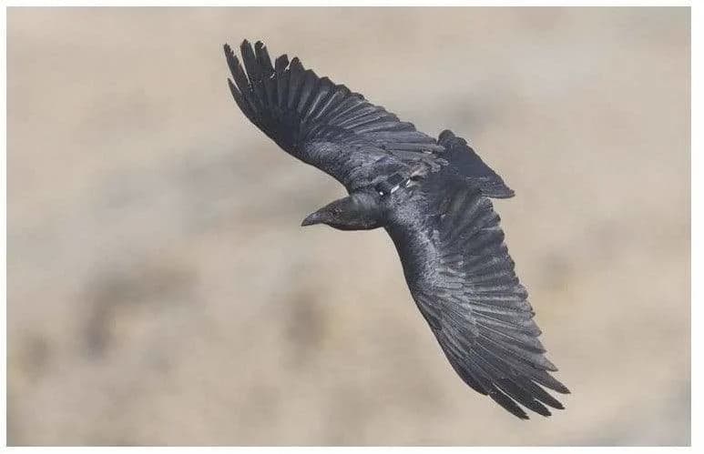 Odvažni protiv opreznih: Kako ličnost gavrana oblikuje preživljavanje na obali Mrtvog mora