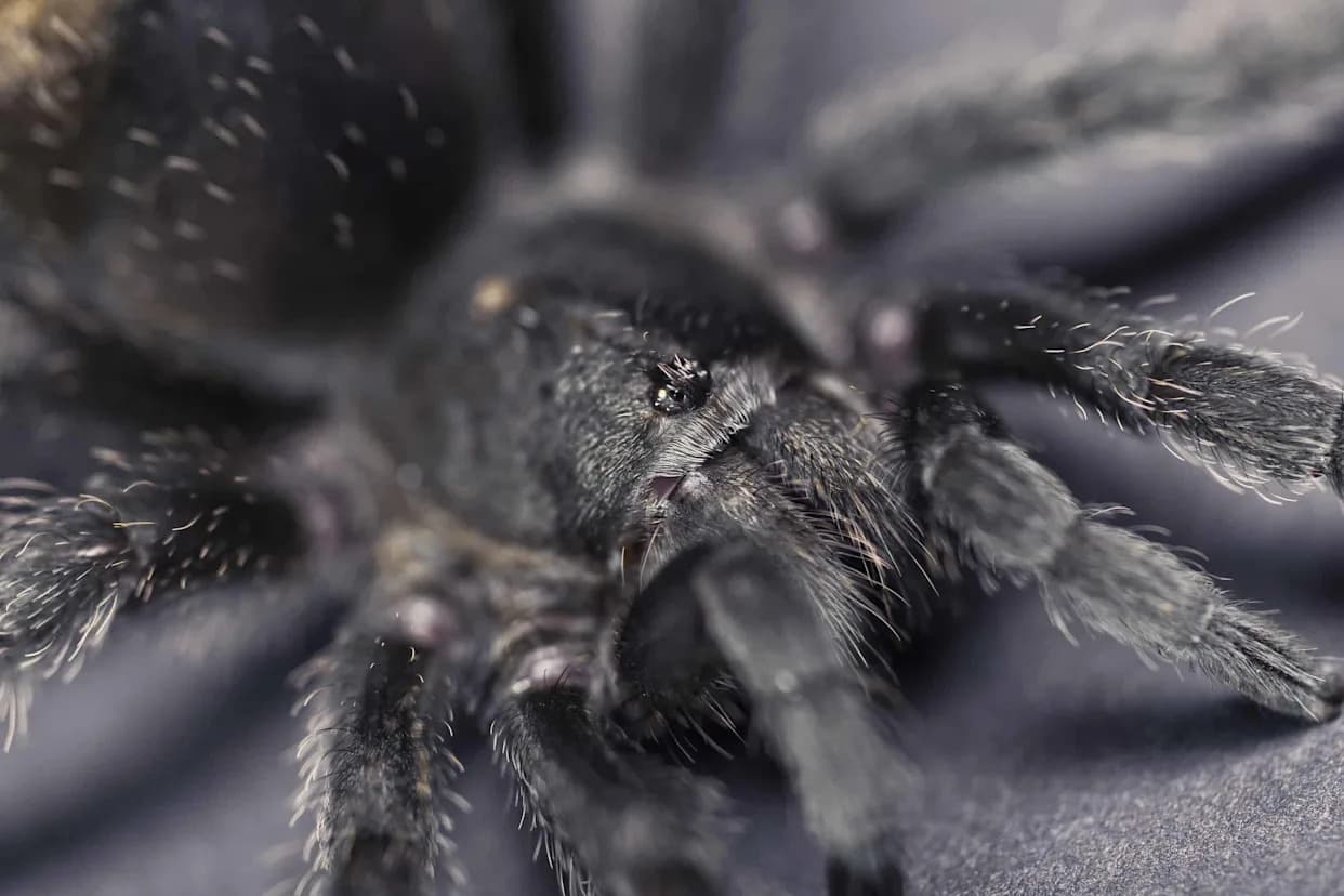 Otkriven Rod Satyrex: Mužjaci Tarantula Sa Najdužim Pedipalpima