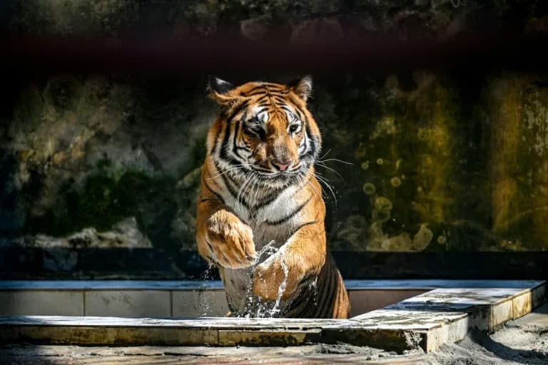 Tigrovi Sundarbansa: Borba Za Opstanak U Mangrovama Pod Pretnjom