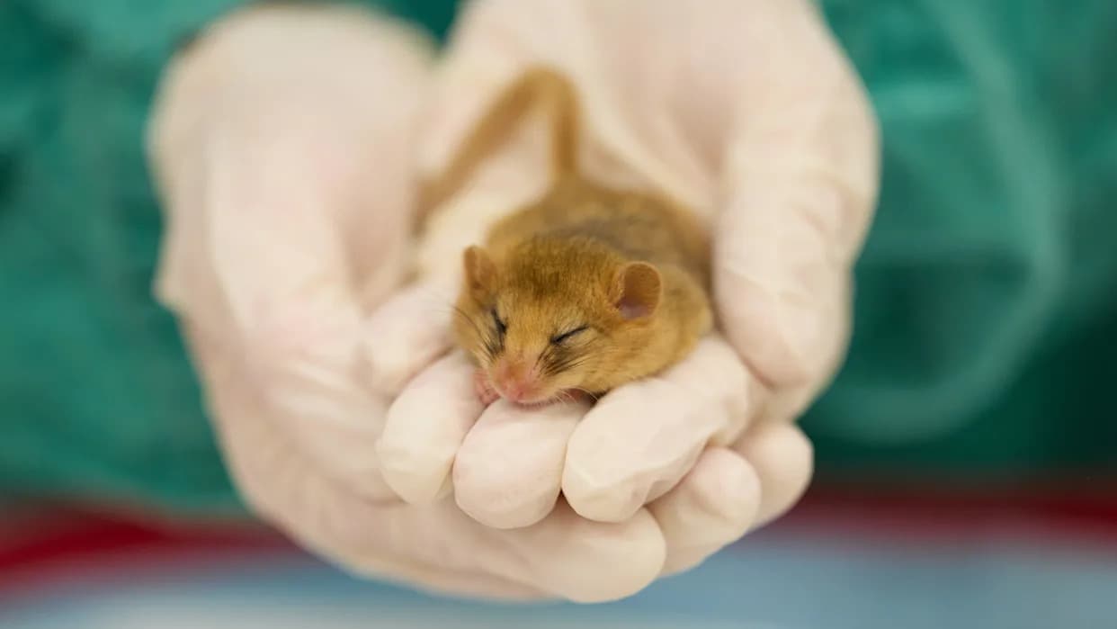 London Zoo Dobija Bolnicu Vrednu £20m — Posetioci Će Moći Da Gledaju Veterinarske Procedure Uživo