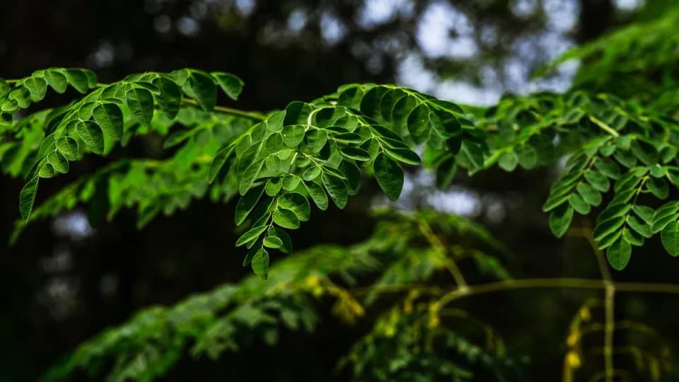 Moringa Filtrira 98,5% PVC Mikroplastike: Prirodno Rešenje Za Pročišćavanje Vode