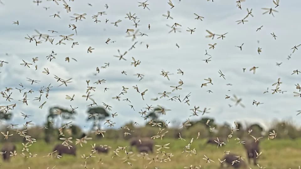 Malaria Je Oblikovala Migracije Ranih Ljudi: Studija Pokazuje Da Su Praistorijska Naselja Izbegavala Žarišta Više Od 70.000 Godina